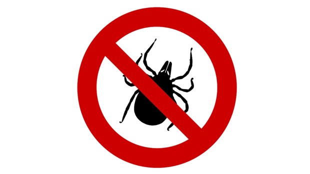 Les tiques : plus actives au printemps et à l'été