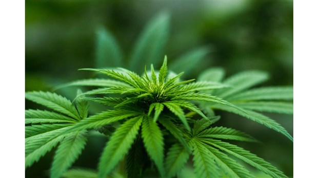 Plantation de cannabis démantelé à St-Adolphe d’Howard