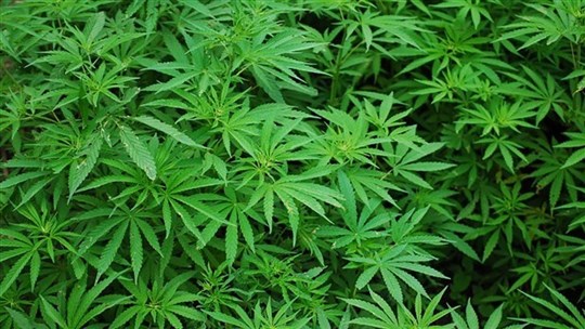 Opération policière en lien avec la production de cannabis