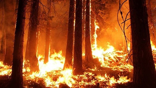 Connaissez-vous les causes principales de feux de forêt?