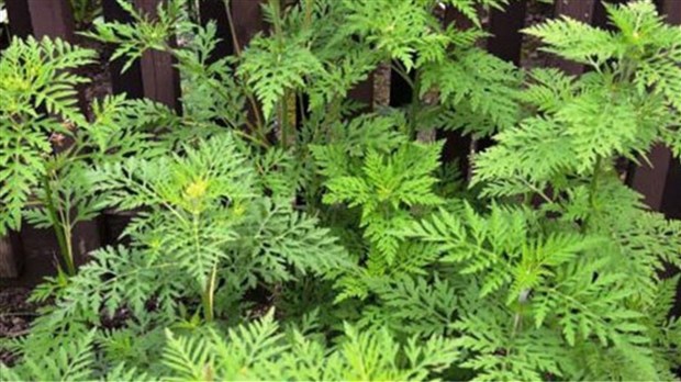 Des gestes pour diminuer l’exposition au pollen de l’herbe à poux 