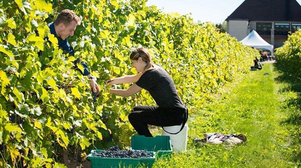 Le Vignoble Rivière du Chêne dévoile sa programmation savoureuse et riche en activités 