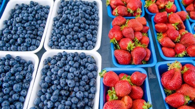 « Nous avons besoin de bras dans les champs du Québec pour soutenir les producteurs », André Lamontagne 