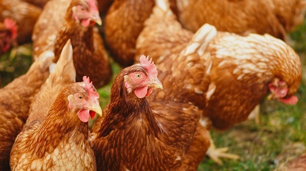 L’engouement grandit pour les poules en milieu urbain selon les producteurs d’œufs