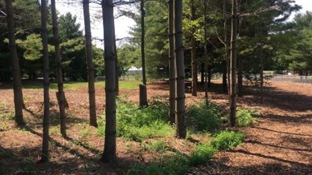 Parc régional du bois de Belle-Rivière: la saison d’activités estivales est ouverte