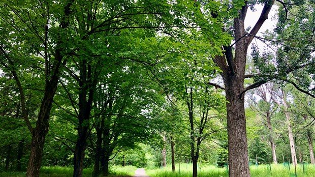 Rosemère: la Forêt des Frères du Sacré-Cœur devient un musée à ciel ouvert