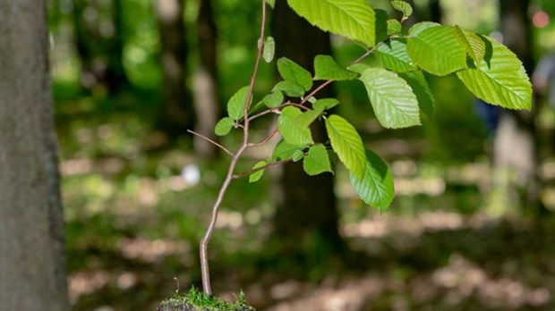 Un levier financier pour réaliser des projets environnementaux à Rosemère