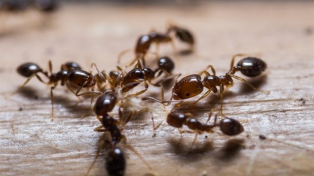 Quel est le meilleur moment pour la prévention contre les fourmis charpentières ?