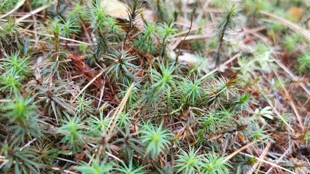 Rosemère créer le Fonds vert