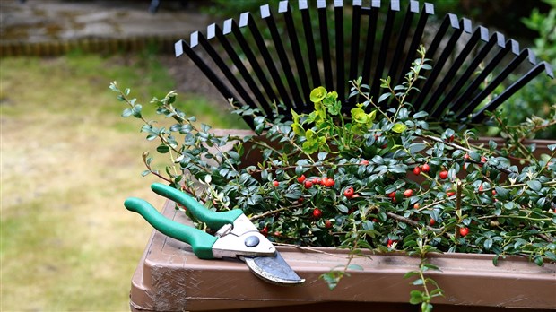 Pas de collecte de résidus verts au printemps sur le territoire de Sainte-Thérèse
