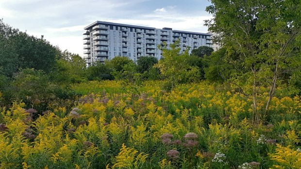 Consultation publique sur l’aménagement du bois du Trait-Carré 