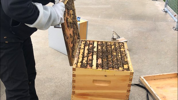 Apiculture urbaine : un projet porteur d’avenir