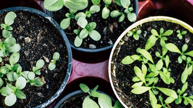 Retour de la Journée Horticole à Deux-Montagne
