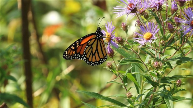 La Ville de Lorraine certifiée comme « ville amie des monarques »