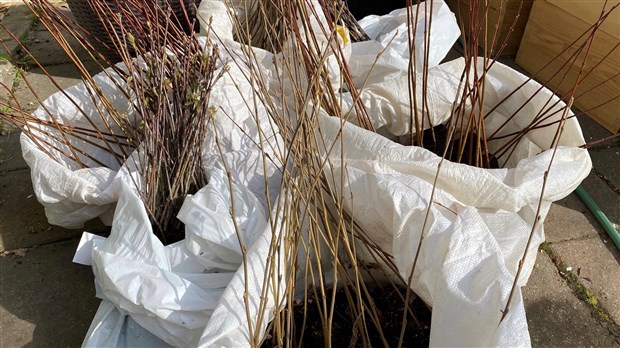 Distribution de plantules d'arbres à Sainte-Thérèse