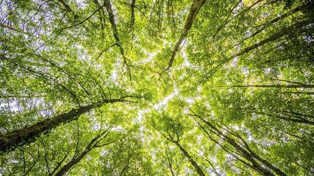 Rosemère acquiert 13,2 hectares pour protéger la forêt du Grand Coteau 