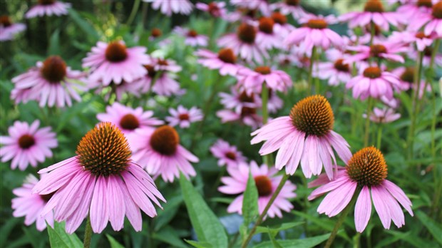 Un concours d'horticulture pour les résidents de Lorraine