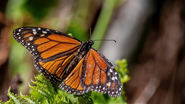 227 espèces d’organismes vivants sur le terrain du Laboratoire Écoforestier du Grand Lièvre