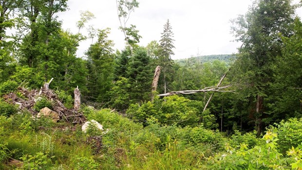 « Le potentiel acéricole du Québec sera impacté si le gouvernement ne modifie pas ses pratiques sylvicoles »