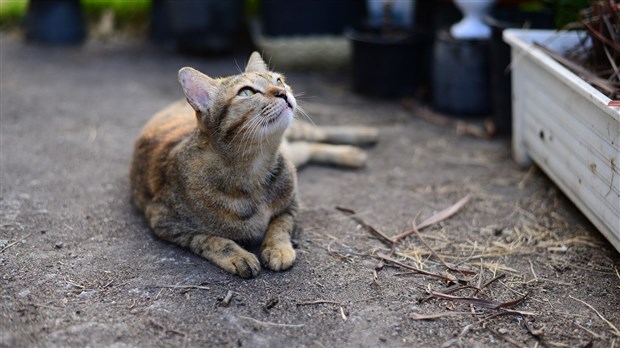 Sainte-Thérèse: renouvellement de l'entente avec « Minous parmi nous » 