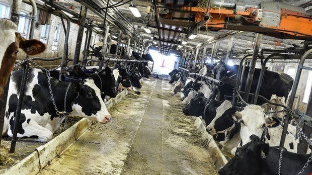 Les producteurs laitiers visent la carboneutralité d'ici 2050