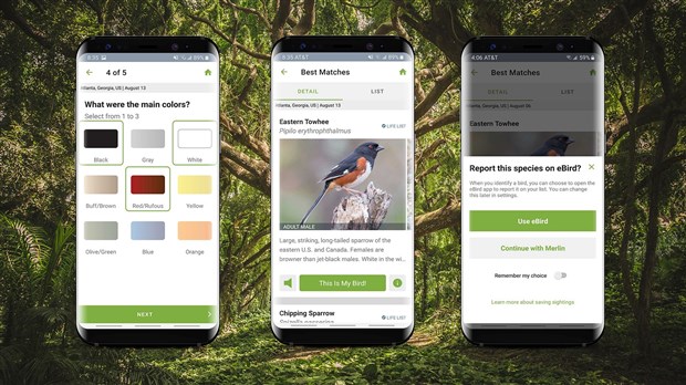 Le grand dénombrement des oiseaux se déroule cette fin de semaine
