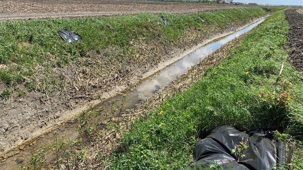  Plus de 14 000 arbustes plantés pour revégétaliser les bandes riveraines en Montérégie