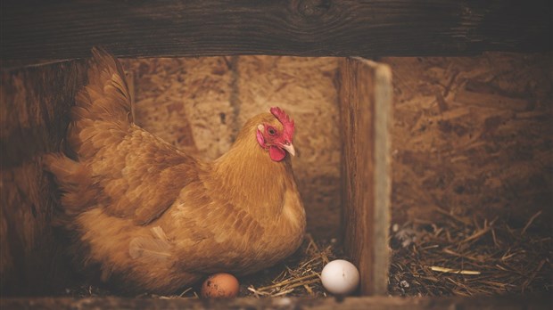 Une formation sur les poules en milieu urbain