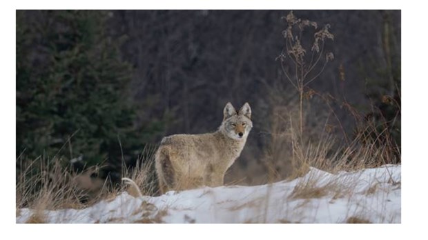Au printemps, la nature s'éveille et les coyotes se font entendre