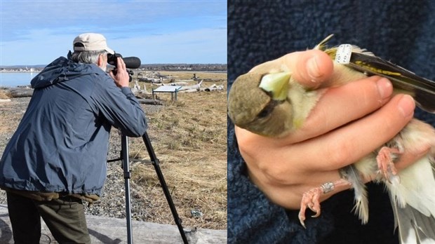 Le Bioparc présente la 4e édition du Festi-Oiseaux en formule hybride!