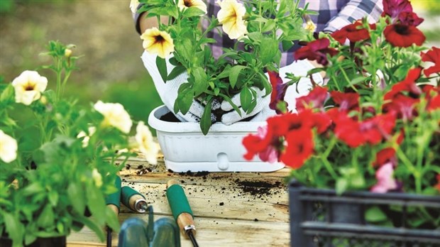 Remise de fleurs et de compost le 14 mai à  Mascouche