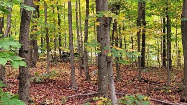 Donnez un « coup de pouce vert » aux espèces indigènes dans votre voisinage