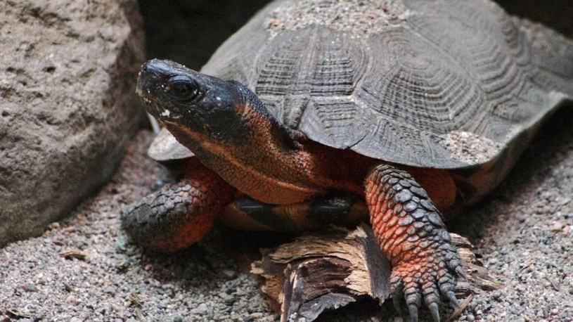 Conservation de la nature Canada protège le cycle de vie de la tortue des bois  