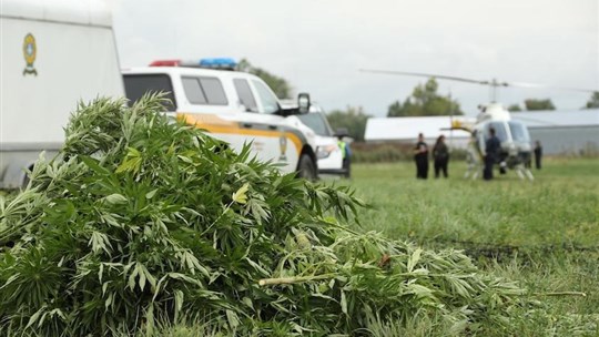 La Sûreté du Québec veut contrer les activités des producteurs et des vendeurs de cannabis qui agissent en dehors du cadre juridique