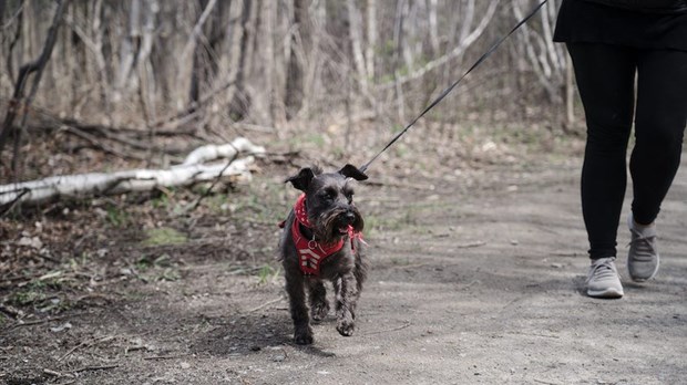 Les chiens en laisse dans les sentiers et la consommation d'alcool dans certains parcs demeurent permis à Mascouche