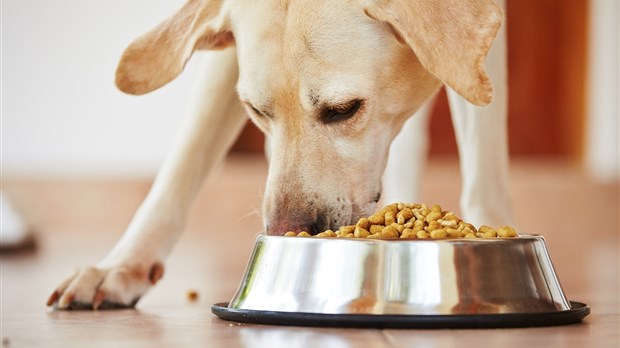 Nourriture pour animaux canadienne