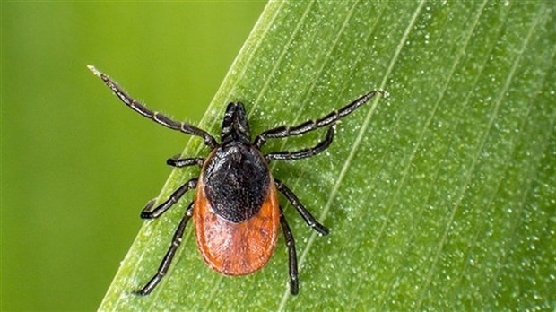 Laurentides : Élargissement de la zone à risque de la maladie de Lyme