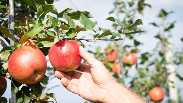 La saison des pommes est débutée dans les Laurentides