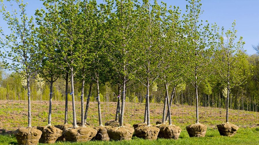 Plantation d’arbres à Sainte-Thérèse : reconduction du programme