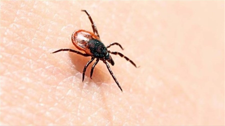 Maladie de Lyme : zone à risque élevé élargie vers le nord des Laurentides