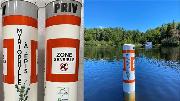 Un nouvel herbicide contre myriophylle à épis pourrait être néfaste