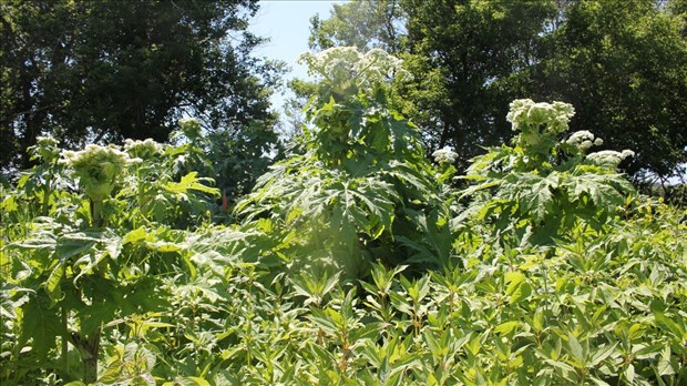 Lutte contre les espèces exotiques envahissantes floristiques par le CRE