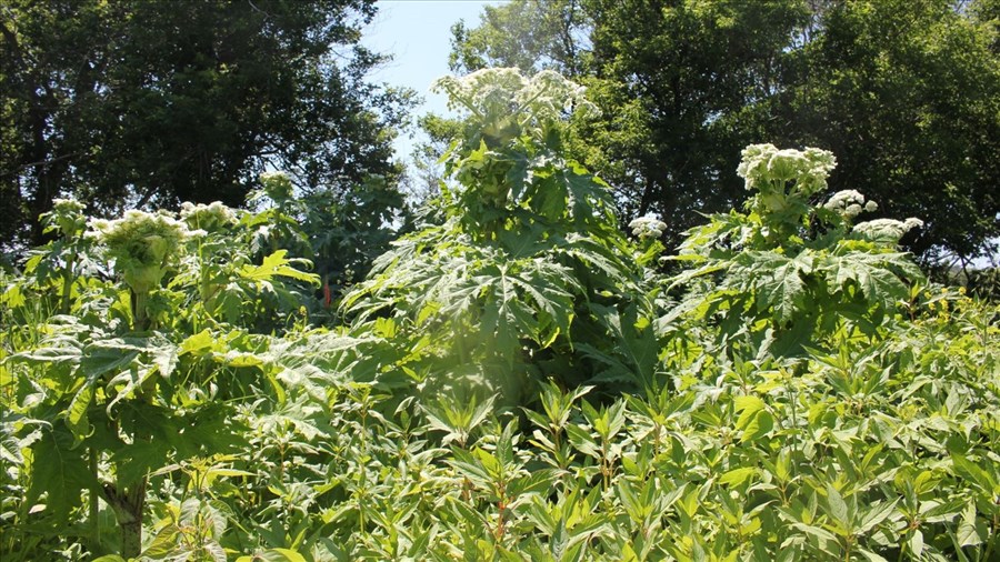 Lutte contre les espèces exotiques envahissantes floristiques par le CRE