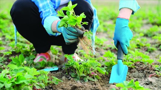 Ste-Thérèse relance son Programme de soutien aux actions environnementales